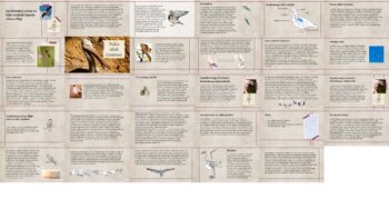 Qushlarning tashqi va ichki tuzilishi hamda xilma-xilligi