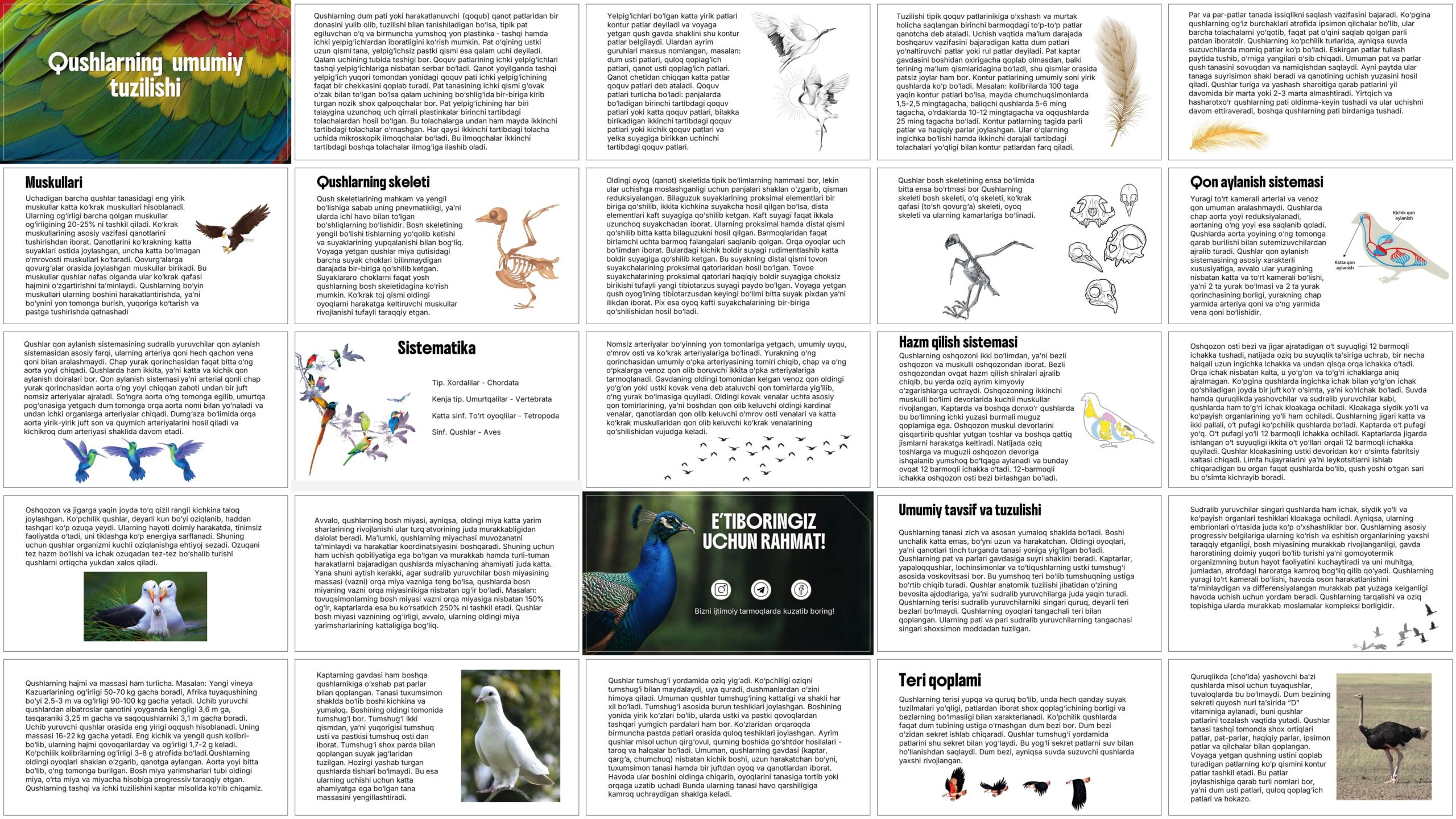 Qushlarning--umumiy-tuzilishi