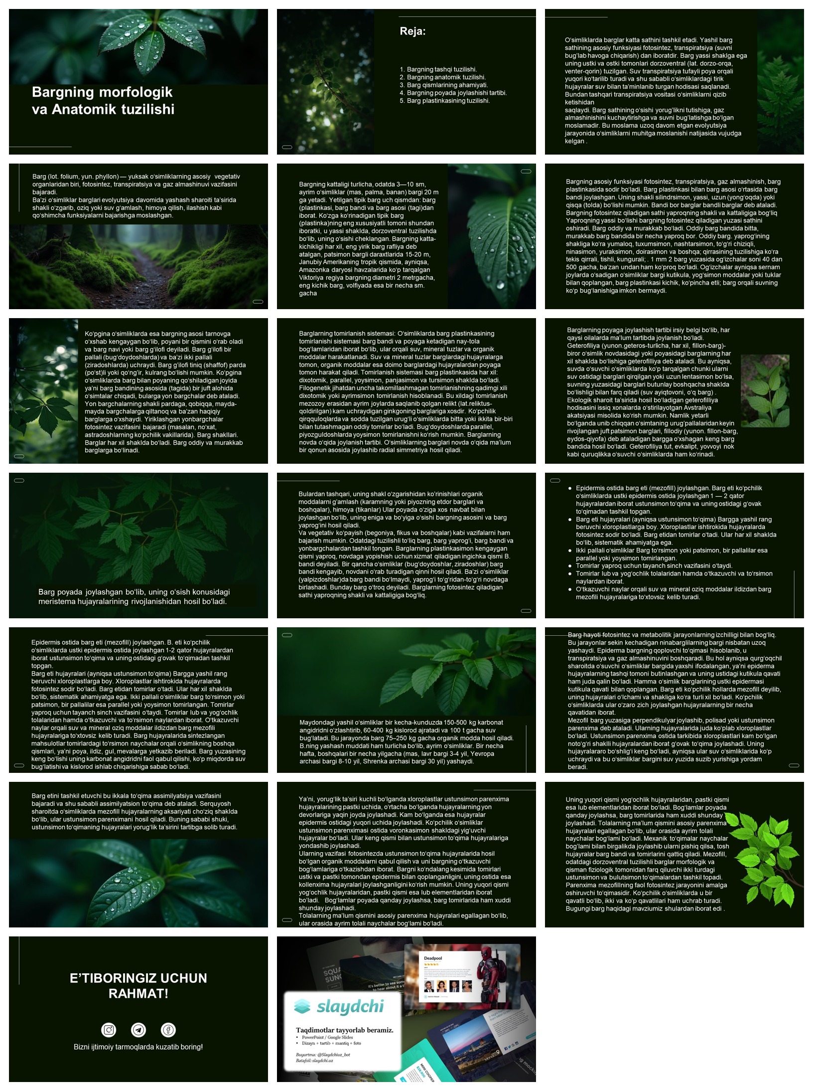 Bargning-morfologik-va-Anatomik-tuzilishi