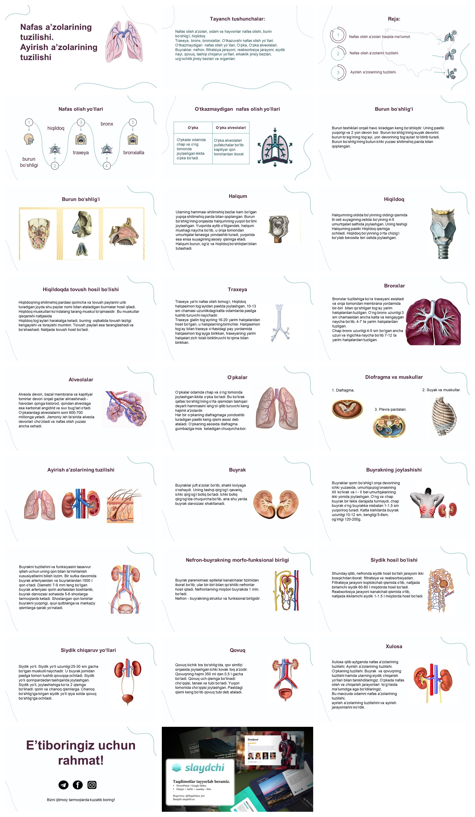 Nafas-a’zolarining-tuzilishi.-Ayirish-a’zolarining-tuzilishi