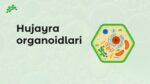 HUJAYRA ORGANOIDLARI_001