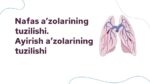 NAFAS A’ZOLARINING TUZILISHI. AYIRISH A’ZOLARINING TUZILISHI_001