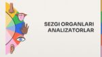 SEZGI ORGANLARI ANALIZATORLAR_001