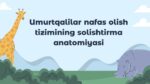 UMURTQALILAR NAFAS OLISH TIZIMINING SOLISHTIRMA ANATOMIYASI_001