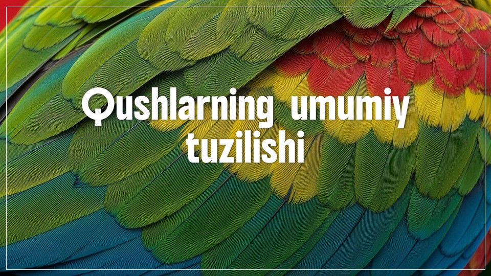 Qushlarning umumiy tuzilishi_aks