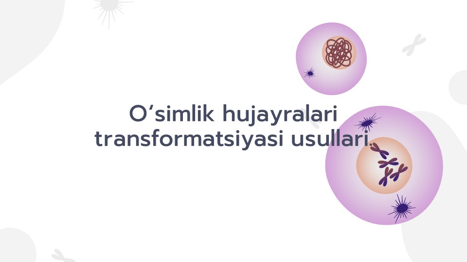 Agrobakteriyalar yordamida transgen o'simliklar olish_main Agrobakteriyalar yordamida transgen o'simliklar olish