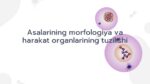 Asalarining morfologiyasi va harakat organlari tuzilishi