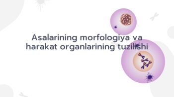 Asalarining morfologiyasi va harakat organlari tuzilishi