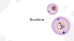 Biosfera va moddalar aylanishi