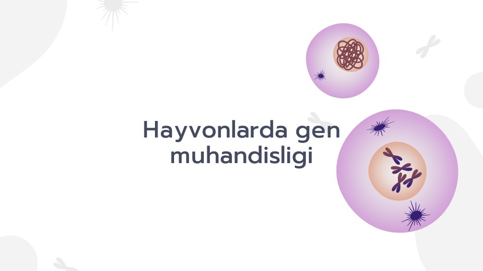 Hayvonlarda gen muhandisligi_main Hayvonlarda gen muhandisligi