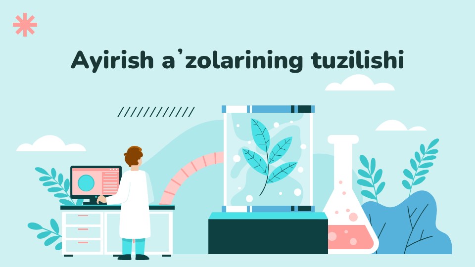 Ayirish a’zolarining tuzilishi 2_main Ayirish a’zolarining tuzilishi 2