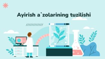 Ayirish a'zolarining tuzilishi 2