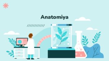 A’zo ichki topografik anatomiyasi